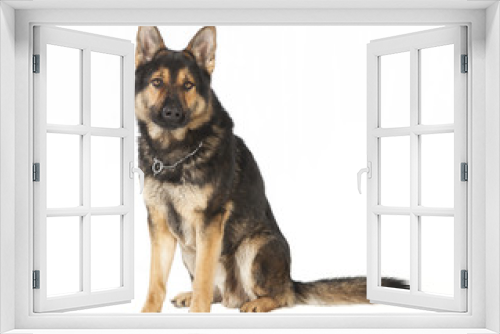 Fototapeta Naklejka Na Ścianę Okno 3D - alter Schäferhund sitzt