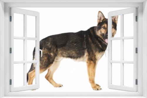Fototapeta Naklejka Na Ścianę Okno 3D - stehender Schaeferhund