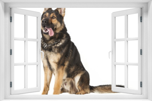 Fototapeta Naklejka Na Ścianę Okno 3D - ein alter Schaeferhund