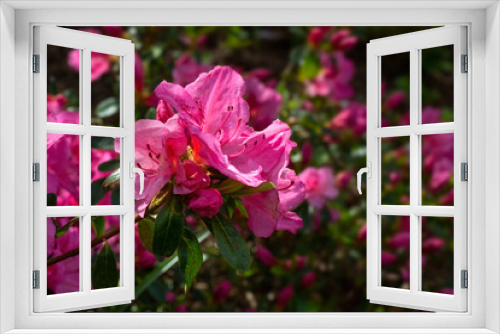 Fototapeta Naklejka Na Ścianę Okno 3D - Closeup of flowers of Rhododendron 'Dearest' in a garden in Spring