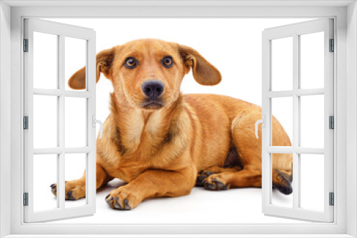 Fototapeta Naklejka Na Ścianę Okno 3D - One brown dog.