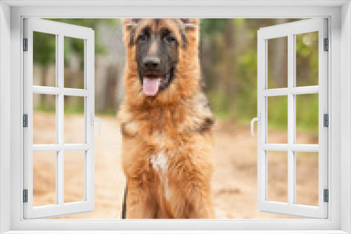 Fototapeta Naklejka Na Ścianę Okno 3D - German shepherd dog