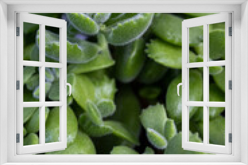 Fototapeta Naklejka Na Ścianę Okno 3D - Velvety green succulent leaves with soft, fuzzy texture