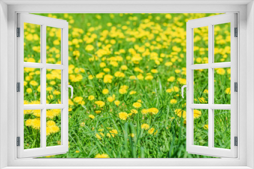 Fototapeta Naklejka Na Ścianę Okno 3D - Yellow dandelions in green grass. Flowering dandelions on meadow in springtime sunny day. Floral background or banner with copy space.