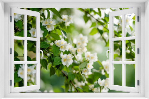 Fototapeta Naklejka Na Ścianę Okno 3D - Blooming jasmine shrub on summer day. Blossoming Jasmine flowers in spring garden.