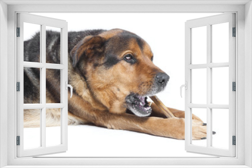 Fototapeta Naklejka Na Ścianę Okno 3D - alter Hund mit Knochen