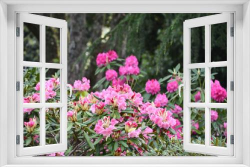 Fototapeta Naklejka Na Ścianę Okno 3D - シャクナゲの花