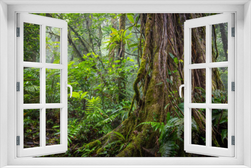 Fototapeta Naklejka Na Ścianę Okno 3D - Beautiful green jungle, rainforest, Wet and mossy trees, Real nature, forest landscape, Natural environment
