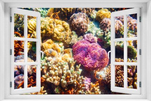 Fototapeta Naklejka Na Ścianę Okno 3D - Underwater coral reef tropical landscape