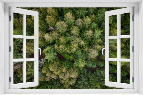 Fototapeta Naklejka Na Ścianę Okno 3D - Wide angle drone view of lush green coniferous forest from above