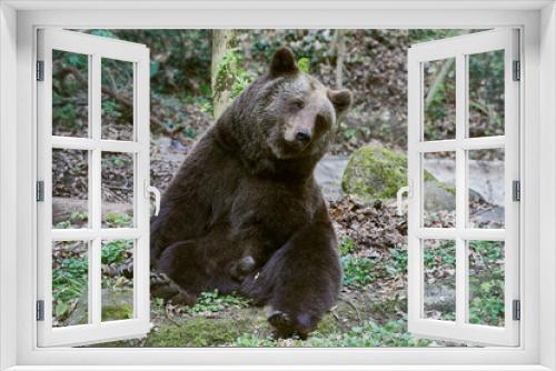 Fototapeta Naklejka Na Ścianę Okno 3D - Big European brown bear dozing.