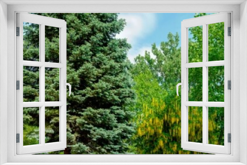 Fototapeta Naklejka Na Ścianę Okno 3D - Panorama of trees 