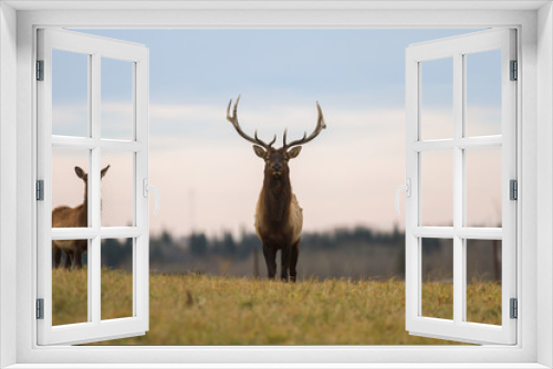 Fototapeta Naklejka Na Ścianę Okno 3D - deer in wild scenery