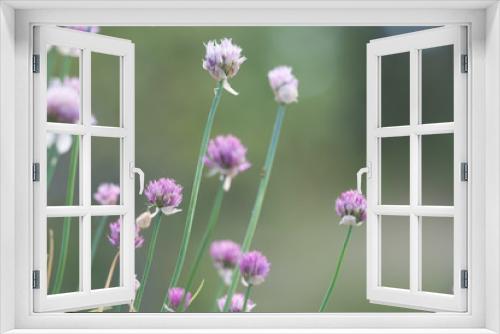 Fototapeta Naklejka Na Ścianę Okno 3D - Clover flowers macro in a meadow.