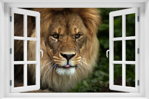 Fototapeta Naklejka Na Ścianę Okno 3D - Rude Lion