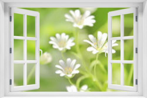 Fototapeta Naklejka Na Ścianę Okno 3D - Chickweed flowers