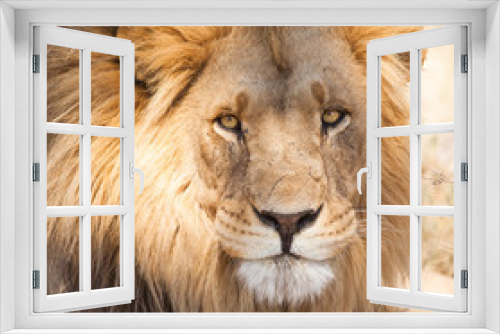 Fototapeta Naklejka Na Ścianę Okno 3D - lion portrait