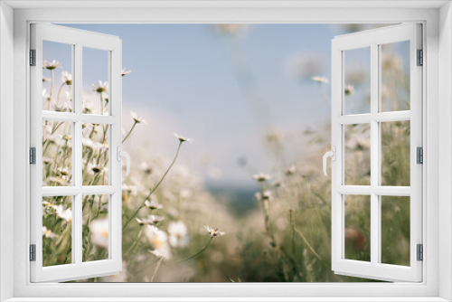 Fototapeta Naklejka Na Ścianę Okno 3D - Daisy Chamomile background. Beautiful nature scene with blooming chamomilles in sun flare. Sunny day. Summer flowers.