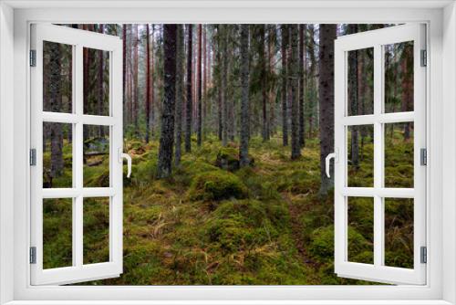 Fototapeta Naklejka Na Ścianę Okno 3D - Pine forest covered of green moss. Forest therapy and stress relief.