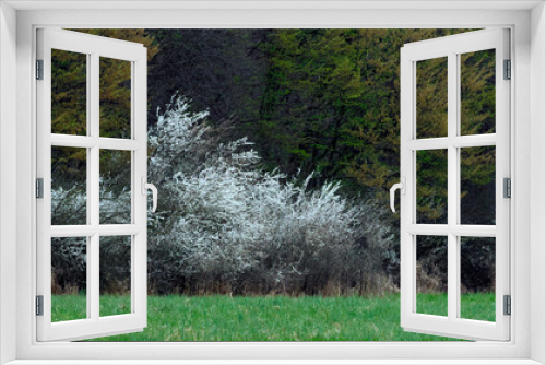 Fototapeta Naklejka Na Ścianę Okno 3D - Śliwa tarnina, tarnina, tarka dzika śliwa (Prunus spinosa L.) – gatunek krzewu który wczesna wiosną zakwita a jesienią obsypany jest owocami