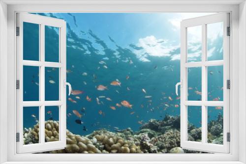 Fototapeta Naklejka Na Ścianę Okno 3D - 海底に舞うハナゴイの群れ