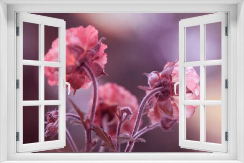 Fototapeta Naklejka Na Ścianę Okno 3D - Wiosenne różowe kwiaty Kuklików - Geum. Tapeta, dekoracja. 