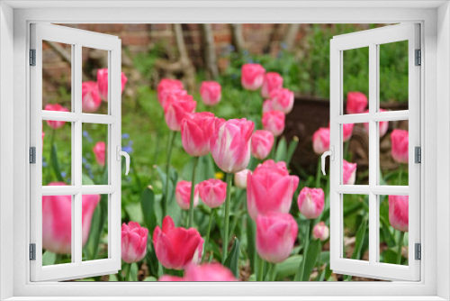 Fototapeta Naklejka Na Ścianę Okno 3D - Bright pink and white triumph tulip, tulipa ‘Innuendo’ in flower.