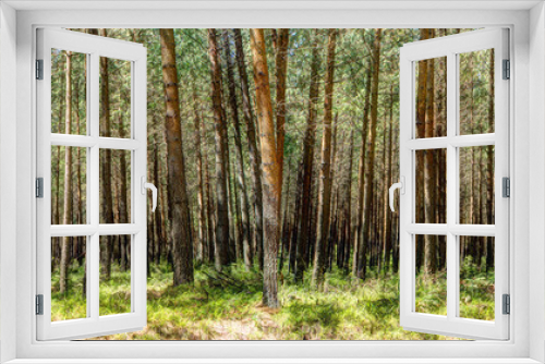 Fototapeta Naklejka Na Ścianę Okno 3D - Forest panorama