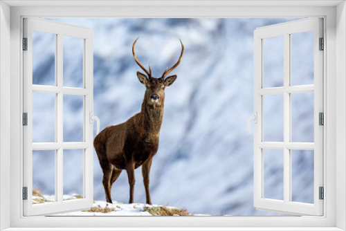 Fototapeta Naklejka Na Ścianę Okno 3D - Red deer stag in the snowy Scottish landscape of Cairngorms