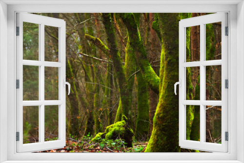 Fototapeta Naklejka Na Ścianę Okno 3D - moss covered tree