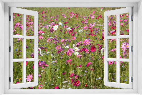 Fototapeta Naklejka Na Ścianę Okno 3D - Friche fleurie, cosmos