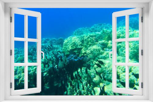 Fototapeta Naklejka Na Ścianę Okno 3D - Underwater panorama