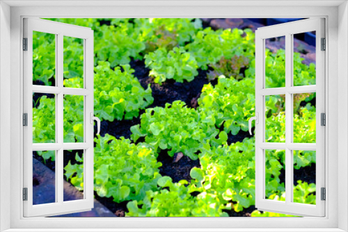 Fototapeta Naklejka Na Ścianę Okno 3D - Green oak lettuce plants are planted in a plot that receives mild morning sunlight.