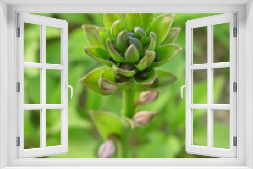 Fototapeta Naklejka Na Ścianę Okno 3D - 식물이미지