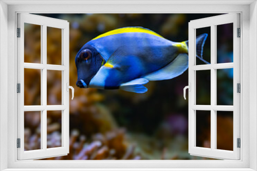 Fototapeta Naklejka Na Ścianę Okno 3D - Powderblue surgeonfish, Acanthurus leucosternon / Weißkehl-Doktorfisch