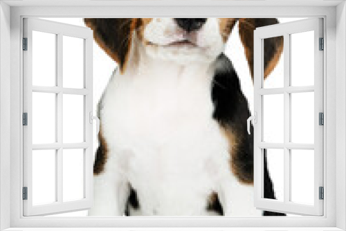 Fototapeta Naklejka Na Ścianę Okno 3D - Png Beagle sticker, cute puppy collage element on transparent background