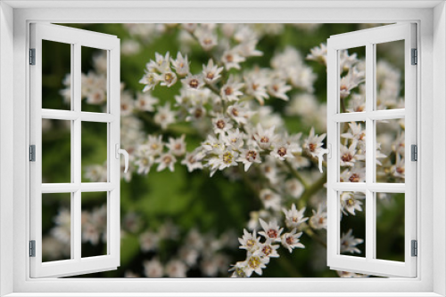 Fototapeta Naklejka Na Ścianę Okno 3D - 식물이미지