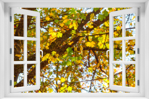 Fototapeta Naklejka Na Ścianę Okno 3D - Yellow maple leaves on a twig in autumn