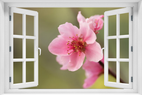 Fototapeta Naklejka Na Ścianę Okno 3D - Closeup of flower nectarines