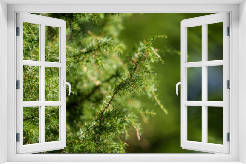 Fototapeta Naklejka Na Ścianę Okno 3D - green fresh summer foliage with blur background