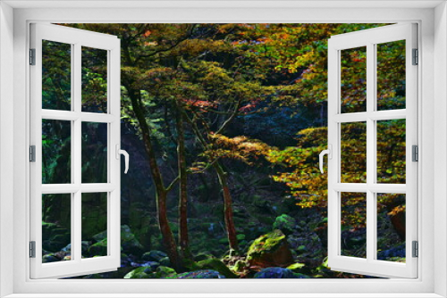 Fototapeta Naklejka Na Ścianę Okno 3D - 秋の森