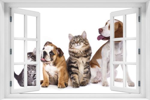 Fototapeta Naklejka Na Ścianę Okno 3D - Group of cats and dogs in front of white background
