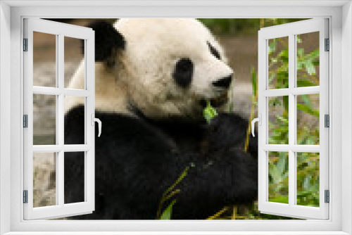 Fototapeta Naklejka Na Ścianę Okno 3D - Panda Bear Eating
