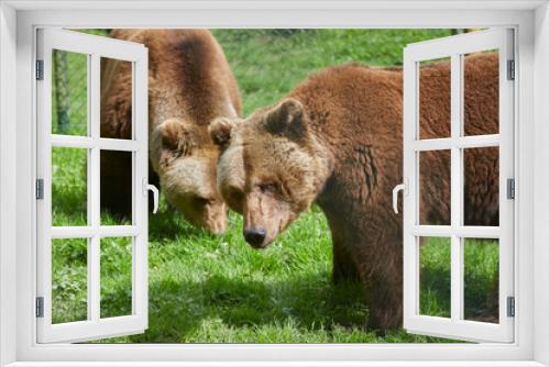 Fototapeta Naklejka Na Ścianę Okno 3D - Beautiful close-up of a European brown bear in the animal enclosure.