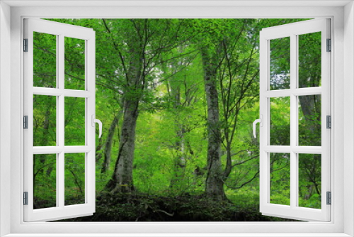 Fototapeta Naklejka Na Ścianę Okno 3D - 白神山地、新緑のブナ林