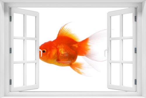 Fototapeta Naklejka Na Ścianę Okno 3D - Gold fish on a white background