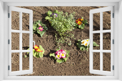 Fototapeta Naklejka Na Ścianę Okno 3D - Gardener and flower bed