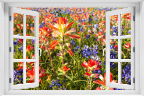 Fototapeta Naklejka Na Ścianę Okno 3D - Texas wildflower -  bluebonnet and indian paintbrush in spring
