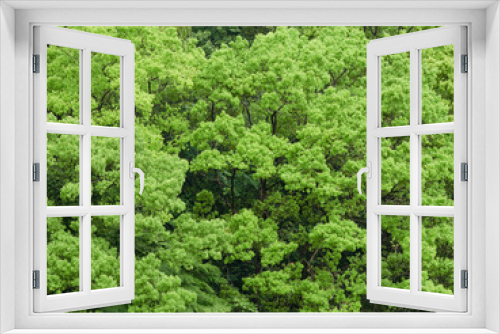 Fototapeta Naklejka Na Ścianę Okno 3D - 春の公園の森の美しい新緑の風景