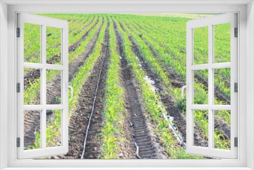 Fototapeta Naklejka Na Ścianę Okno 3D - rows of corn plants in field